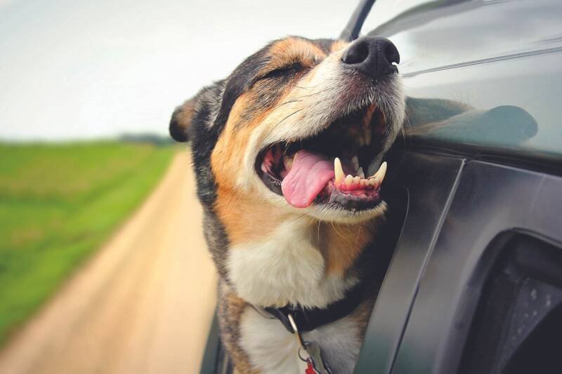 Pet First Aid: Red Cross Urges Preparedness for South Florida Pet Owners