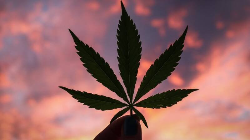 4/20 Weed Sales: Why Genetics, Not Just Marketing, Matters for Cannabis Businesses