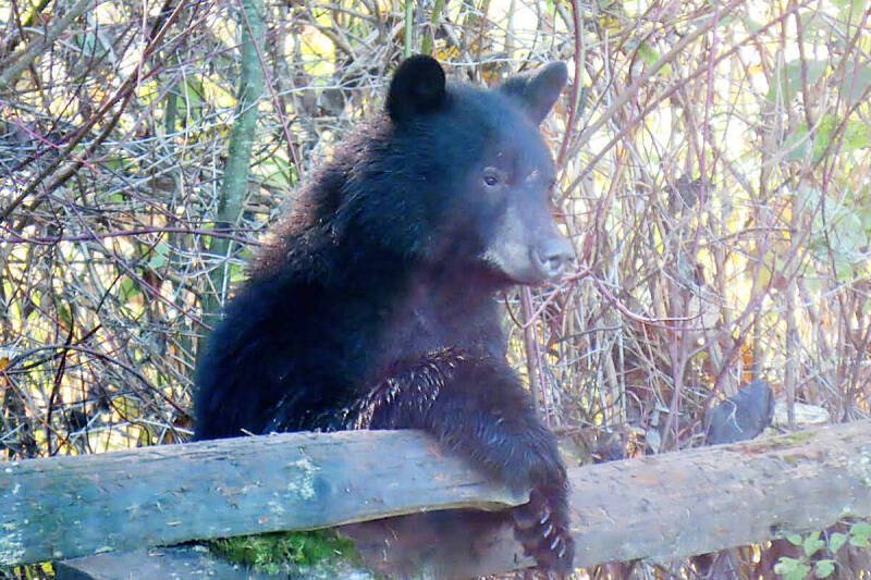 Black Bear Sighting in West Kelowna: What You Need to Know