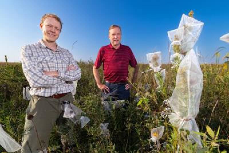 Pollinators and Prairie Plants: Iowa State Research Reveals Biodiversity Link