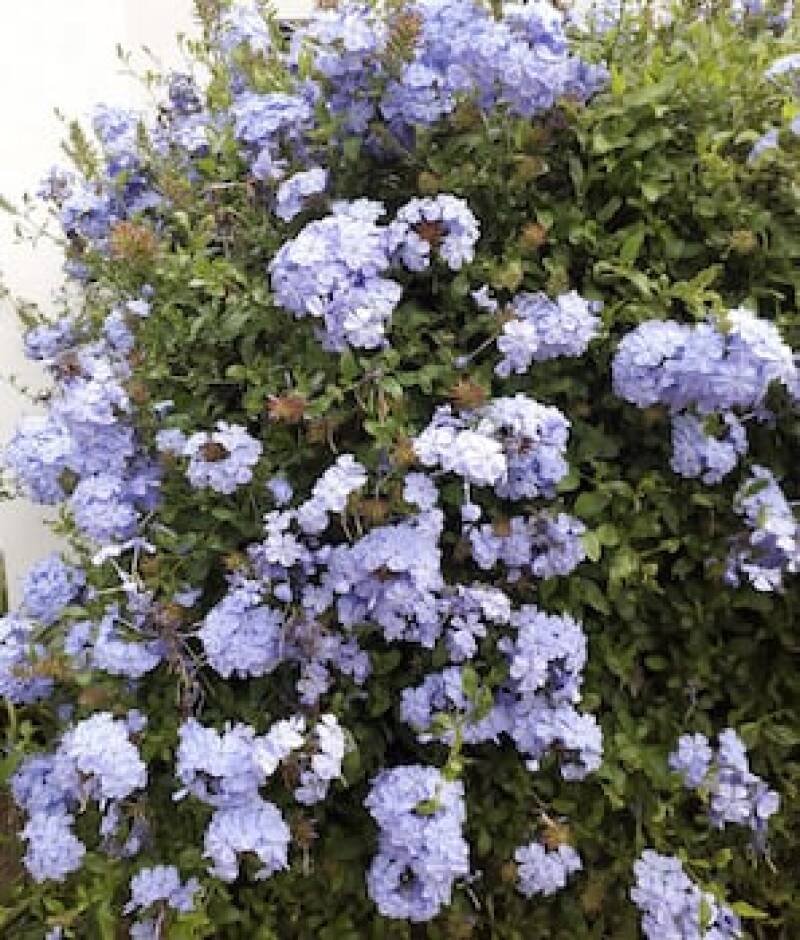 Victorian Bridal Rhyme: Surprising Gardening Uses & What It Means