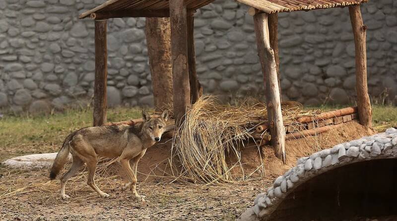 Delhi Zoo Wolf Dies: Understanding the Implications for Conservation