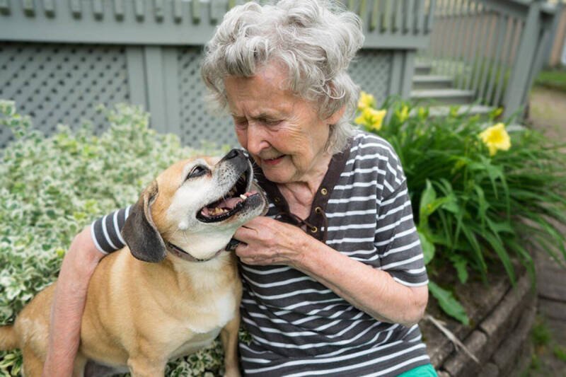ElderDog Victoria Sees Volunteer Surge: Why It Matters for Senior Pet Care