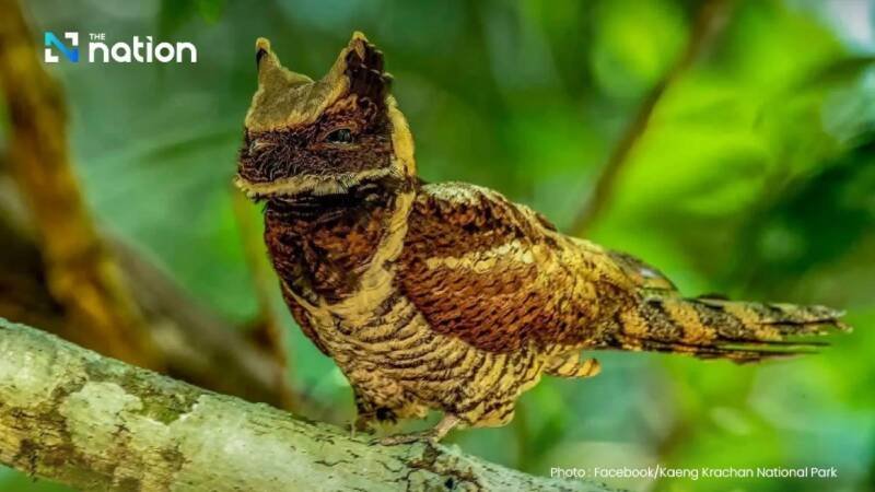Rare Great Eared Nightjar Sighting in Thailand: Why It Matters