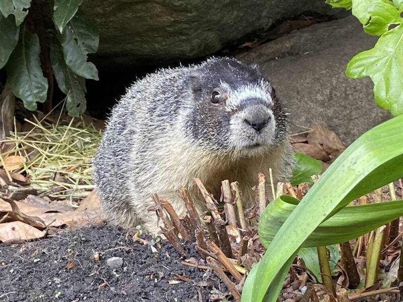 Where is Roger the Empress Marmot? Concern Grows Over Victoria's Beloved Rodent