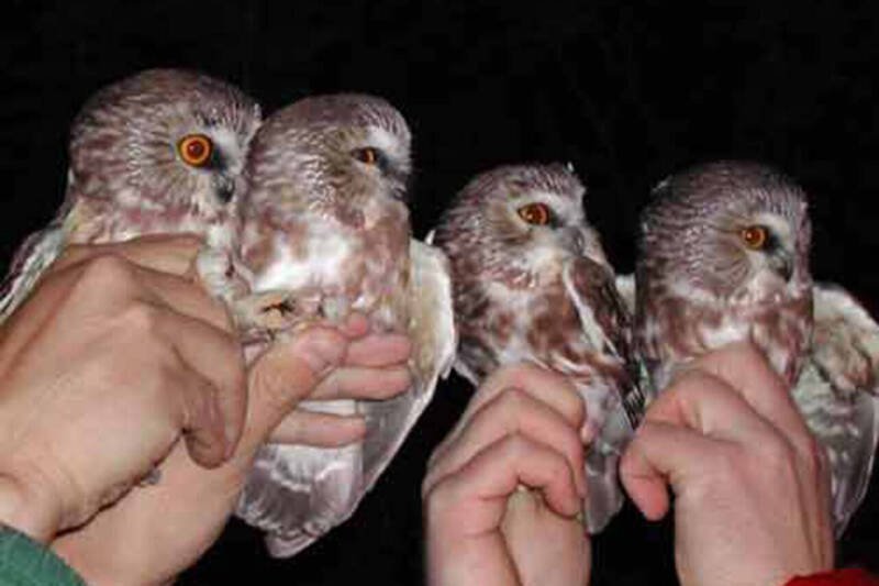 Concert Raises Awareness for Endangered Species Through Music