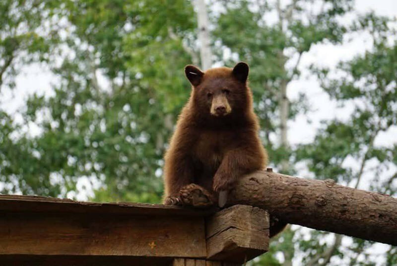 5 Bears Die at BC Wildlife Rescue: Understanding the Impact and Future