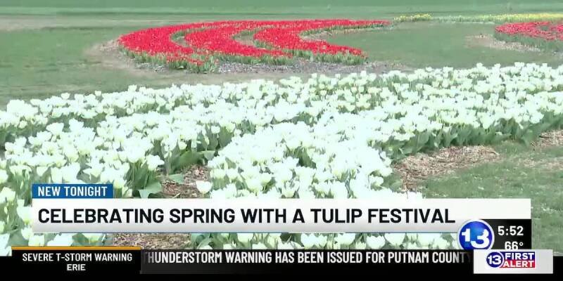Tulip Season 2024: When and Where to See Peak Blooms