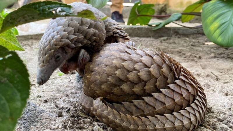 Pangolin Scale Smugglers Jailed: A Win for Conservation