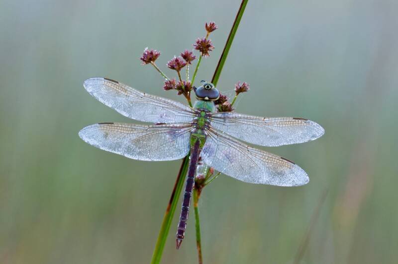 Identifying Alabama Bugs: A Fun Quiz and Why It Matters