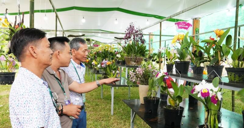 Hue Festival 2026: Orchid, Bonsai, and Stone Art Exhibition Highlights Cultural Richness