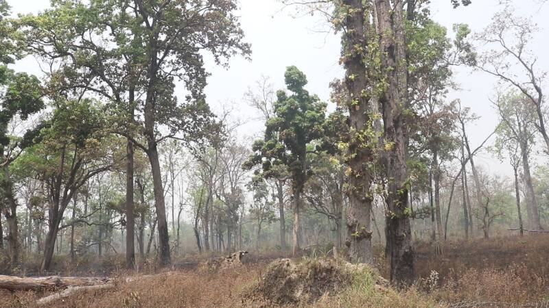 Bardiya National Park Wildfire: Understanding the Impact and Future