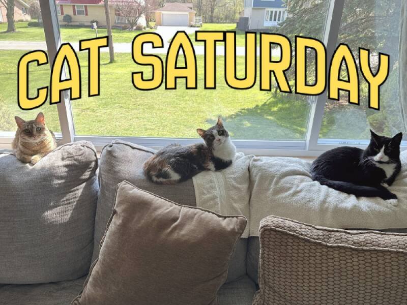 Hallelujah! Is "Cat Saturday" a Sign of the Times? Understanding the News
