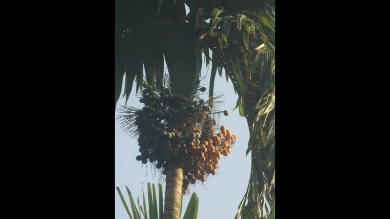 Arecanut Leaf Spot Management: CPCRI to Host Meeting in Sullia