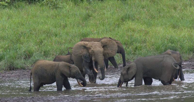 Big-Game Hunter Killed by Elephant: What Happened & Why It Matters
