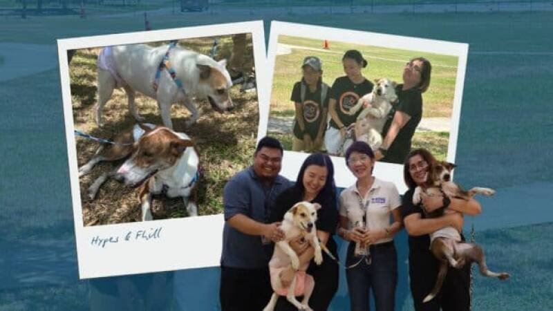 Therapy Dogs in Cebu: How Rescued Dogs Are Helping Girls Heal