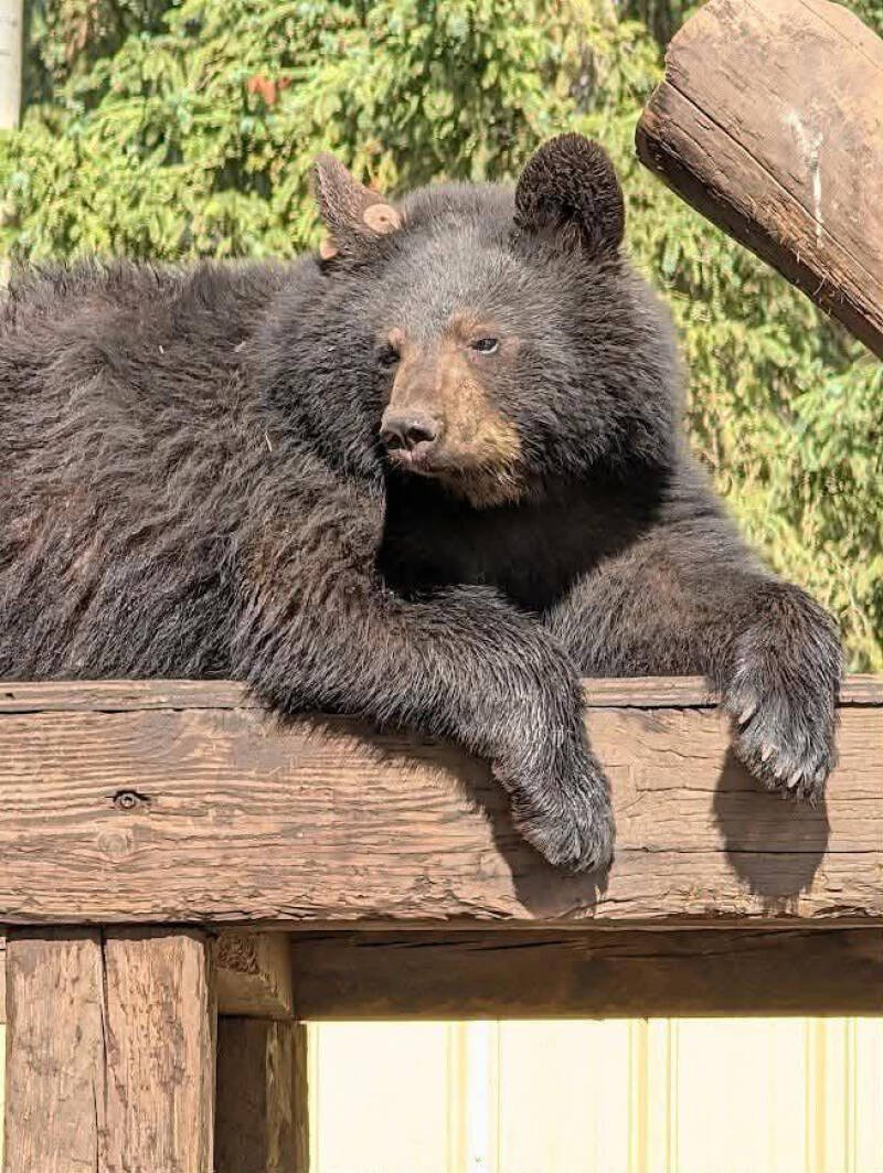Bear Deaths at BC Wildlife Rescue: Understanding the Tragedy and Its Implications