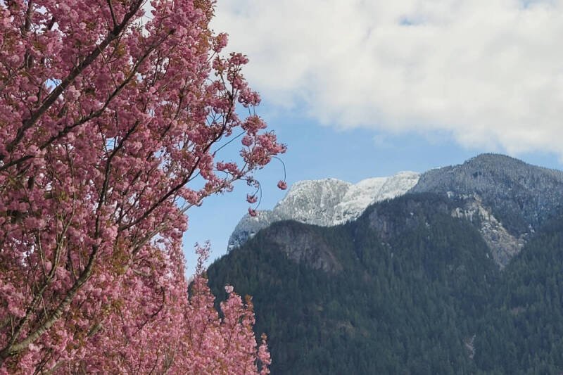 Spring Blossoms Burst in Hope, BC: A Sign of New Beginnings and Tourism Boost