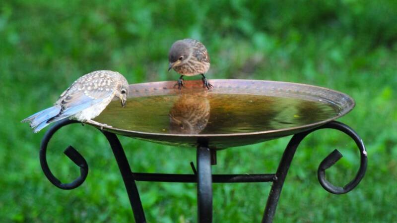 Chic Solar Bird Bath Fountain: Better Than Lidl's Viral Fountain?