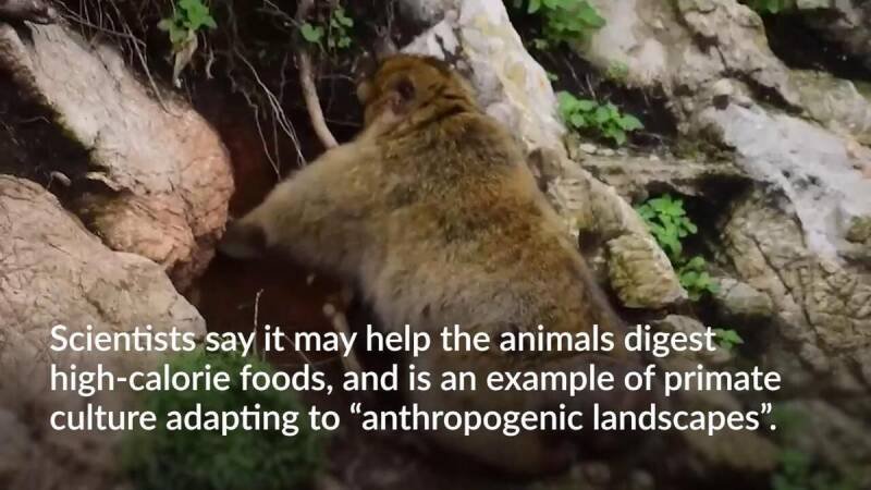 Gibraltar Monkeys Eat Soil: A Clever Trick for Avoiding Junk Food Aches