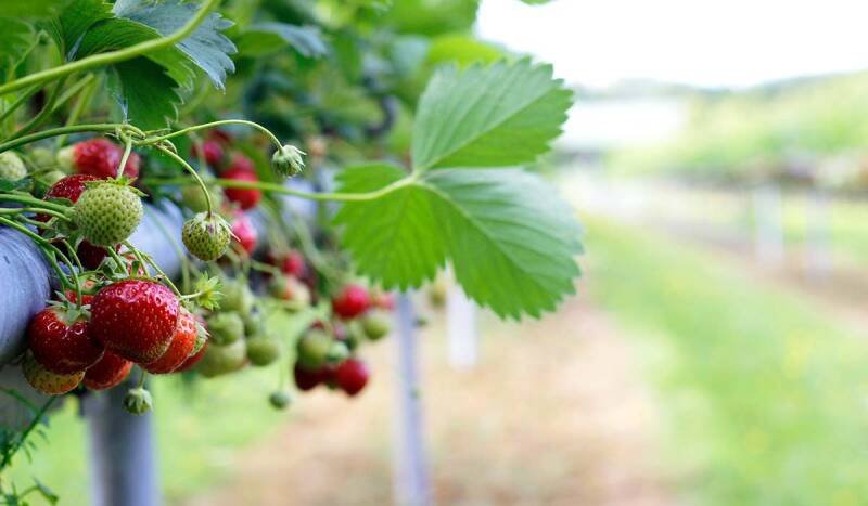 Bumper Strawberry Crop in Ireland: What It Means for You