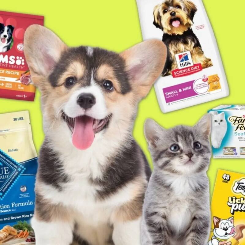 Amazon Pet Day Extended: What It Means For You and Your Furry Friends
