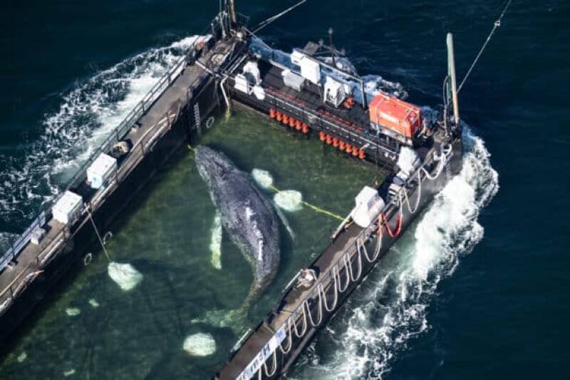 Timmy the Humpback's Rescue: A Journey to the North Sea and What It Means