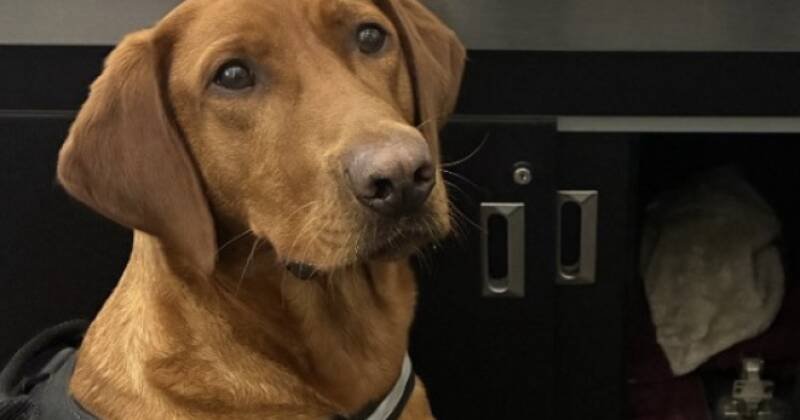 Detector Dog Finds Undeclared Cash at Toronto Airport: What You Need to Know