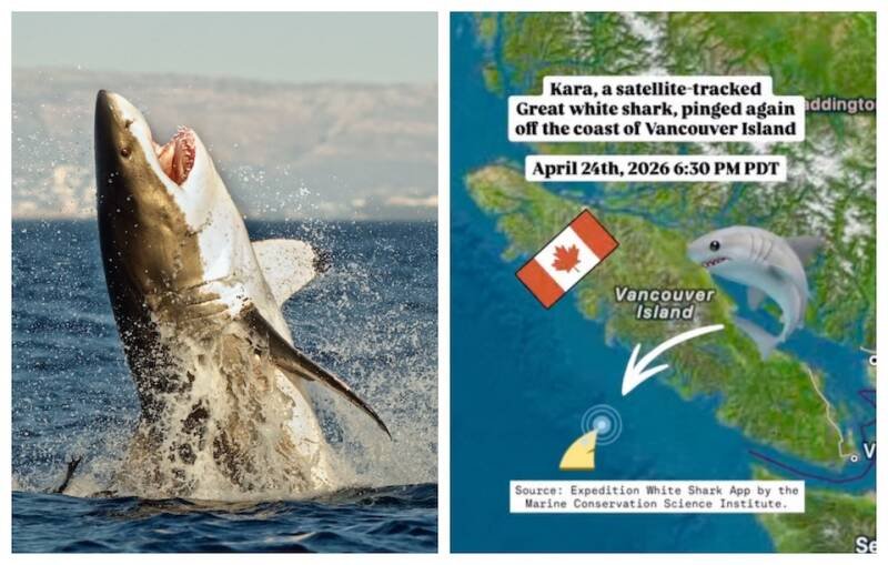 Great White Shark Spotted Near Vancouver Island: What it Means